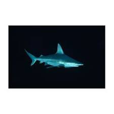 Image result for Carcharhinus plumbeus