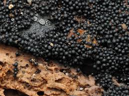 Attēlu rezultāti vaicājumam “Ruzenia spermoides”