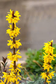 Attēlu rezultāti vaicājumam “Forsythia viridissima flower”