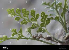 Attēlu rezultāti vaicājumam “Asplenium ruta-muraria”