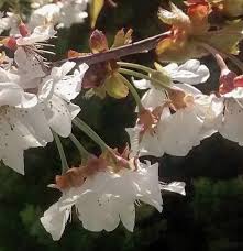 Attēlu rezultāti vaicājumam “Cerasus flower”