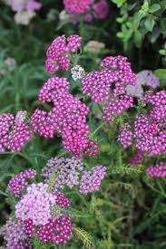 Attēlu rezultāti vaicājumam “Achillea millefolium”
