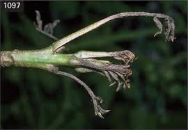 Attēlu rezultāti vaicājumam “Fraxinus excelsior bud”