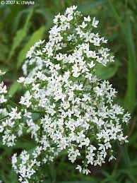 Attēlu rezultāti vaicājumam “Galium boreale”