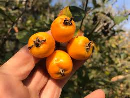 Attēlu rezultāti vaicājumam “Crataegus x macrocarpa fruit”