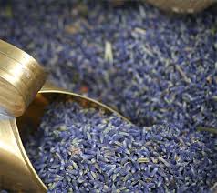 Attēlu rezultāti vaicājumam “Lavandula angustifolia bud”