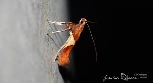 Attēlu rezultāti vaicājumam “Caloptilia stigmatella”