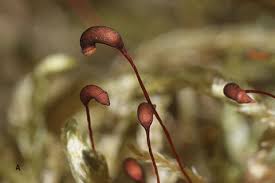 Attēlu rezultāti vaicājumam “Hylocomium splendens sporophyte”