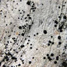 Attēlu rezultāti vaicājumam “Mycoblastus sanguinarius”