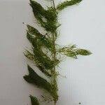 Attēlu rezultāti vaicājumam “Myriophyllum alterniflorum leaf”