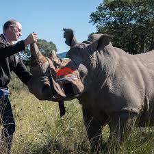 Image result for Rhyl Rhinos