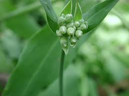 Attēlu rezultāti vaicājumam “Silene vulgaris bud”
