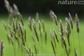 Attēlu rezultāti vaicājumam “Anthoxanthum odoratum flower”