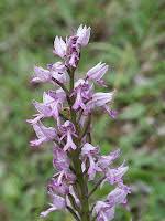 Attēlu rezultāti vaicājumam “Orchis militaris leaf”