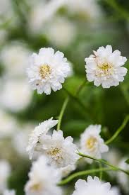 Image result for Tanacetum parthenium
