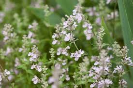 Attēlu rezultāti vaicājumam “Nepeta x faassenii flower”