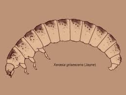 Attēlu rezultāti vaicājumam “Byturidae”