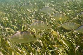 Image result for Caranx bartholomaei