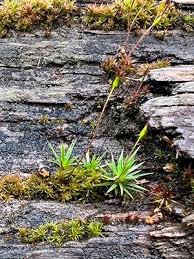 Attēlu rezultāti vaicājumam “Neckera pennata sporophyte”