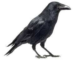 Attēlu rezultāti vaicājumam “Corvus frugilegus adult”