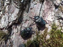 Attēlu rezultāti vaicājumam “Osmoderma barnabita imago”