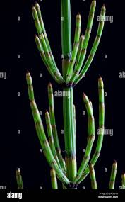 Attēlu rezultāti vaicājumam “Equisetum palustre”