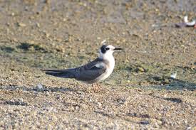 Attēlu rezultāti vaicājumam “Chlidonias niger eggs”