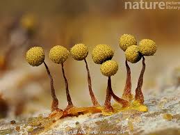 Attēlu rezultāti vaicājumam “Cribraria rubiginosa spores”