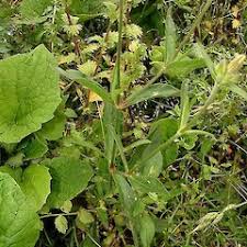 Attēlu rezultāti vaicājumam “Silene latifolia subsp. alba”