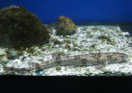 Image result for Scyliorhinus stellaris
