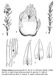 Attēlu rezultāti vaicājumam “Pohlia cruda sporophyte”