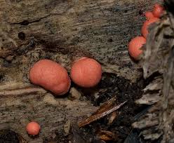 Attēlu rezultāti vaicājumam “Lycogala epidendrum aggr.”