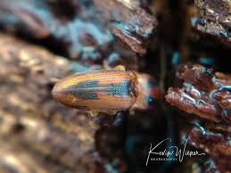 Attēlu rezultāti vaicājumam “Elateridae”