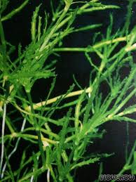 Attēlu rezultāti vaicājumam “Najas marina”