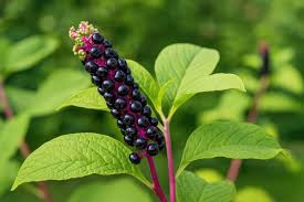 Attēlu rezultāti vaicājumam “Phytolaccaceae”