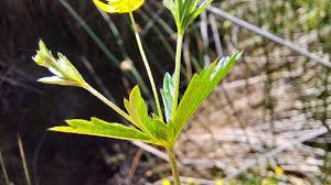 Attēlu rezultāti vaicājumam “Potentilla erecta leaf”