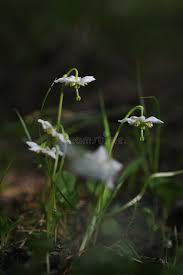 Attēlu rezultāti vaicājumam “Moneses uniflora flower”