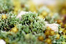 Attēlu rezultāti vaicājumam “Bryum”