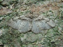 Attēlu rezultāti vaicājumam “Catarhoe rubidata”