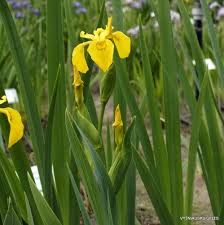 Attēlu rezultāti vaicājumam “Iris pseudacorus flower”