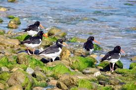 Attēlu rezultāti vaicājumam “Haematopus ostralegus”