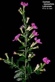 Attēlu rezultāti vaicājumam “Lythraceae”