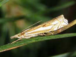 Attēlu rezultāti vaicājumam “Crambus pratella”