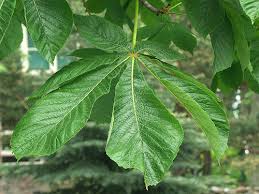 Attēlu rezultāti vaicājumam “Aesculus hippocastanum leaf”