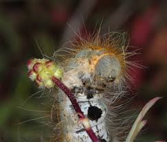 Attēlu rezultāti vaicājumam “Malacosoma neustria larva”