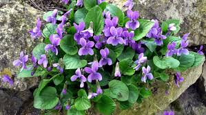 Image result for Veilchen