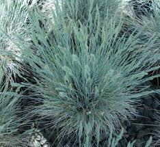 Attēlu rezultāti vaicājumam “Festuca polesica”