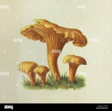 Attēlu rezultāti vaicājumam “Cantharellus cibarius”