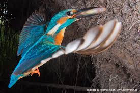 Attēlu rezultāti vaicājumam “Alcedo atthis nest”
