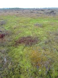 Attēlu rezultāti vaicājumam “Sphagnum cuspidatum”